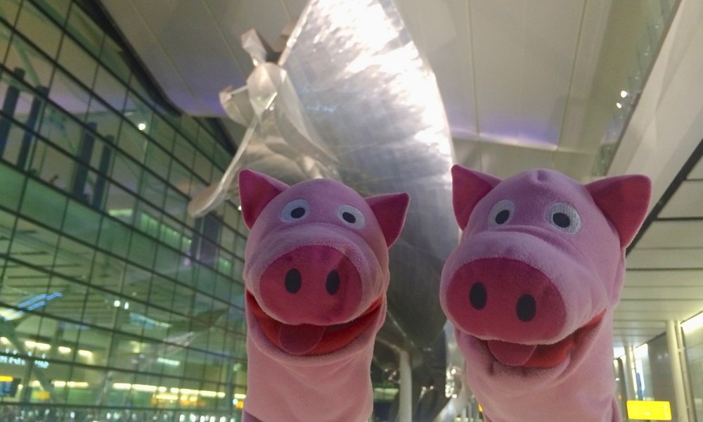 Endlich wieder unterwegs: Die Schweine landen in Heathrow.