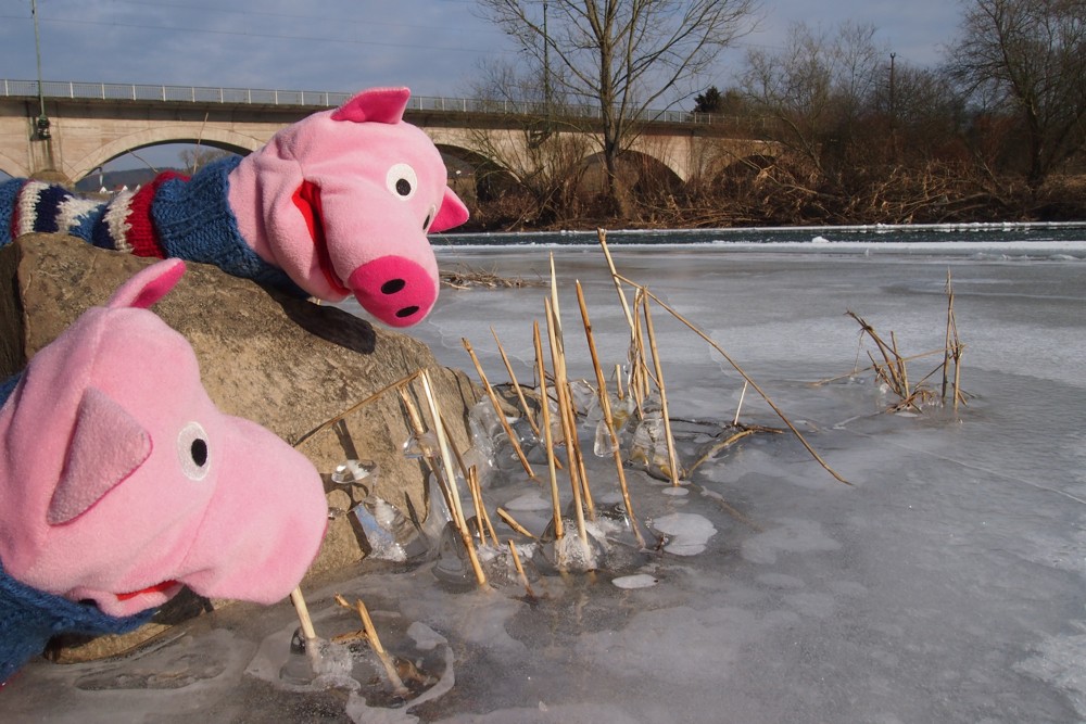 Die Schweine bewundern die Eisskulpturen.