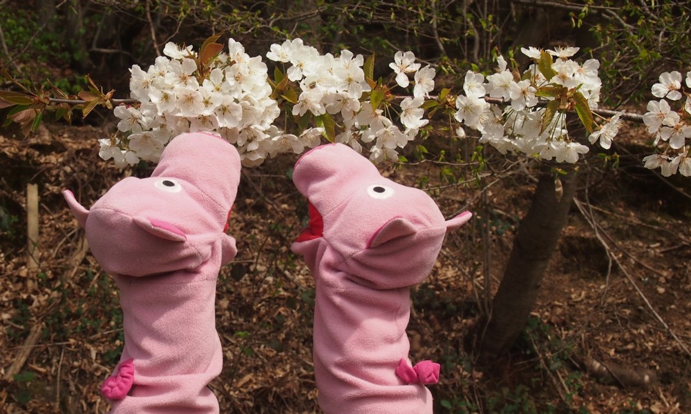 Die Schweine berauschen sich an der Kirschblüte ...