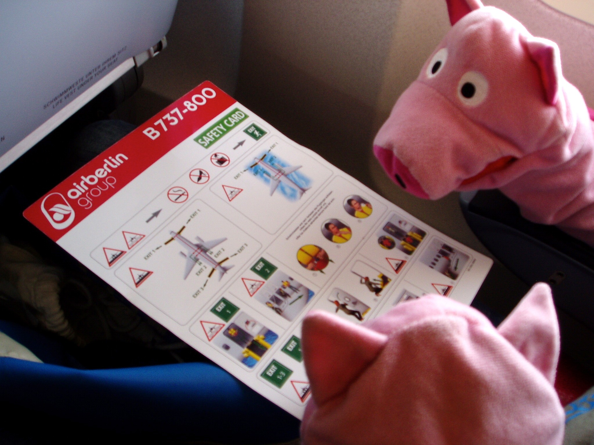Vorbildlich: Die Schweine informieren sich über die Sicherheitsvorkehrungen.
