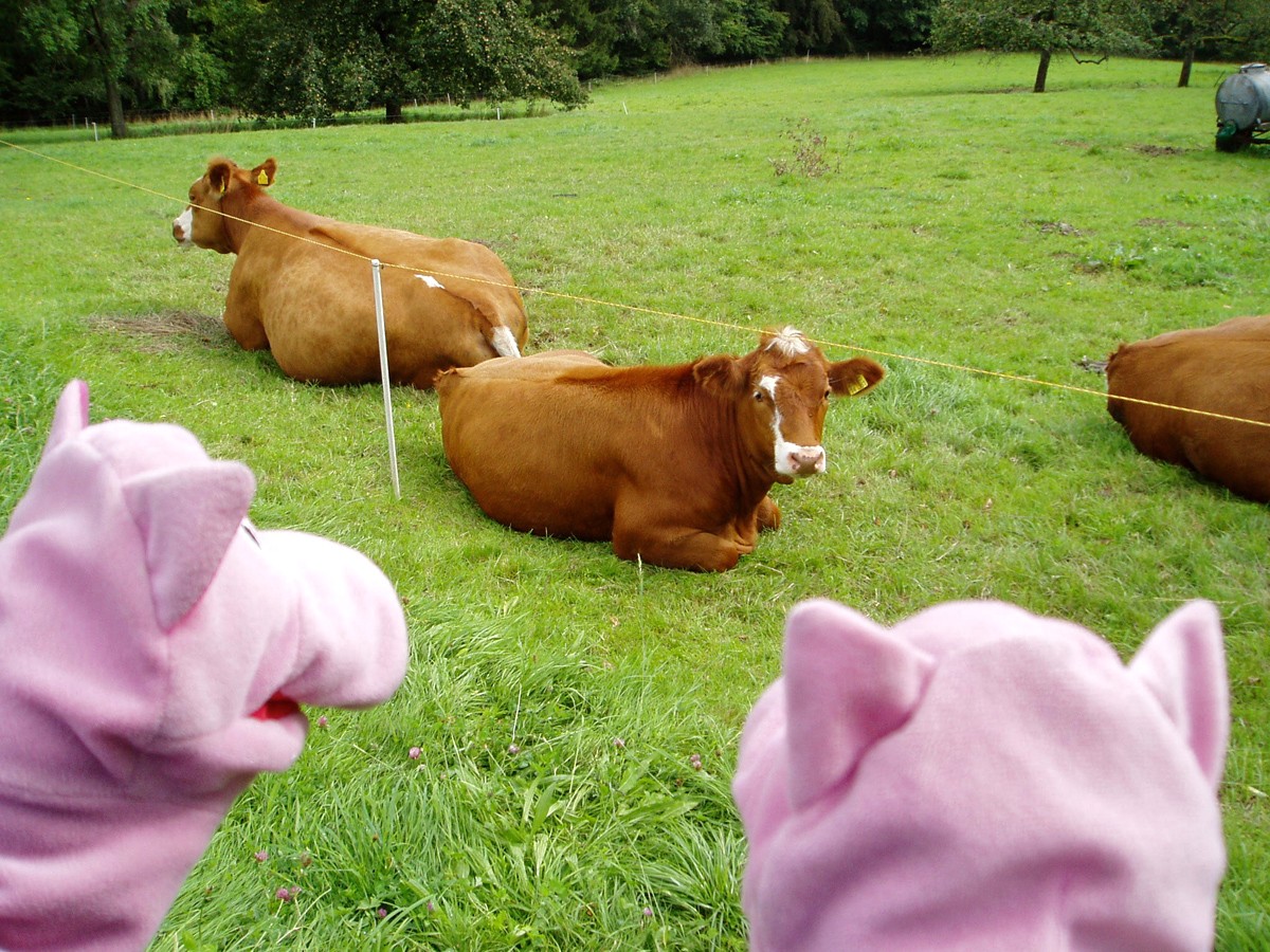 Die Schweine möchten wissen, ob die Kühe am Sonntag auch frei haben.