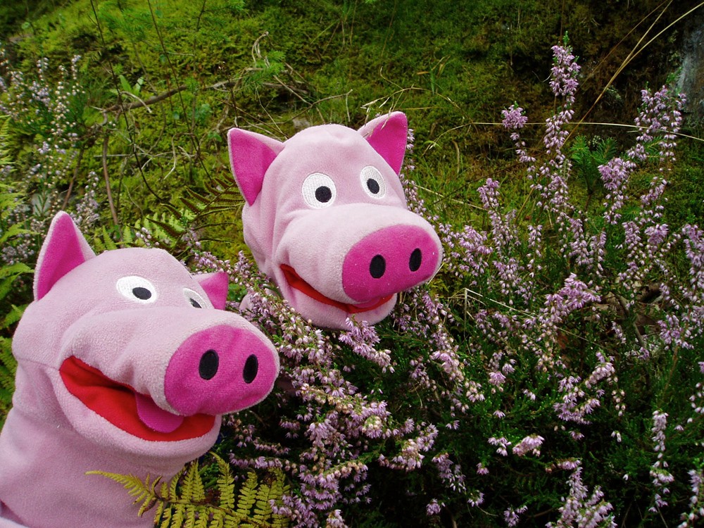 Die Schweine freuen sich über die Erika. Rosa gefällt ihnen besonders.