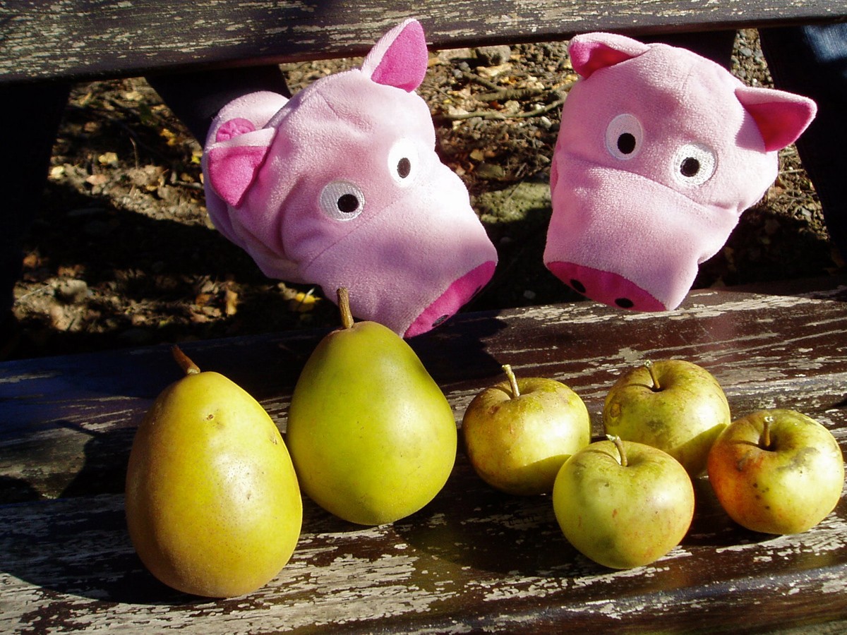 Die Schweine vergleichen Äpfel...