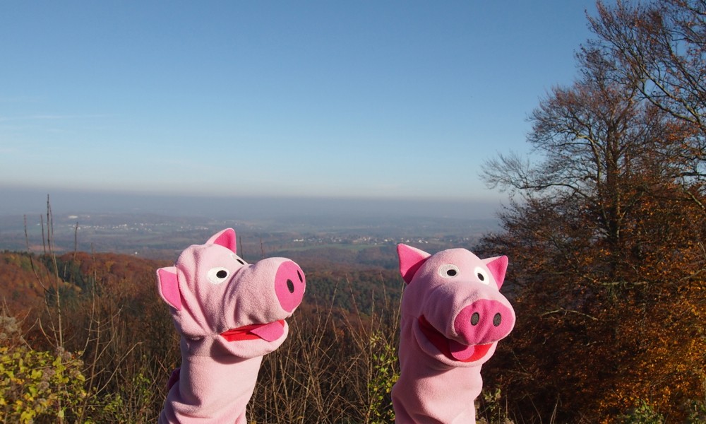 Die Schweine machen sich an den Abstieg nach Bad Honnef...