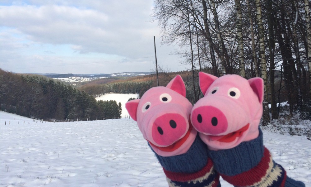 Die Schweine posieren mit Lindlar im Hintergrund.