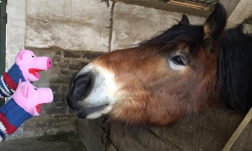 Die Schweine machen einen langen Hals, um Tobi zu begrüßen.