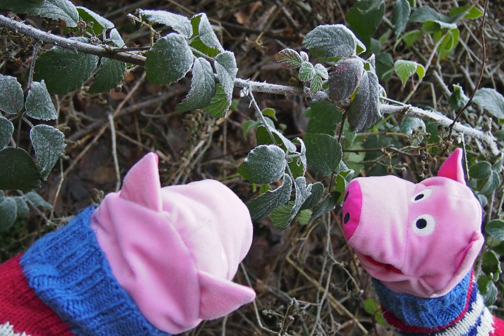 Frisch: Schweine mit Rauhreif.