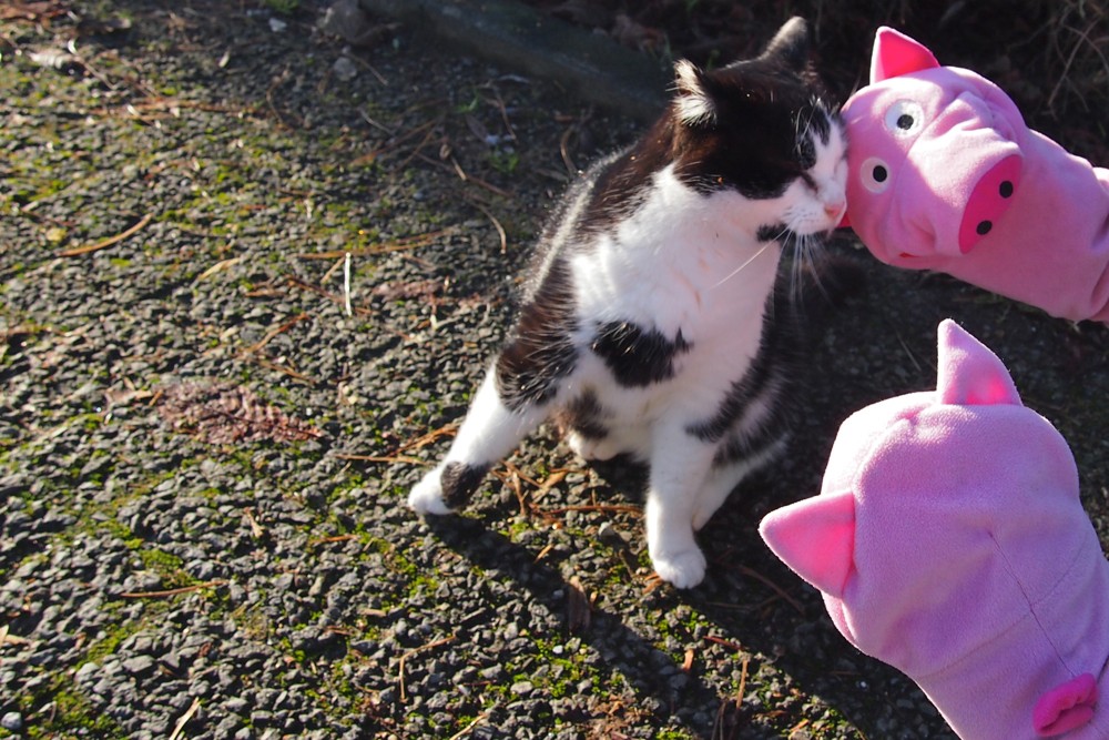 Sie sind aber an einen kuschelwütigen Schweineliebhaber geraten!