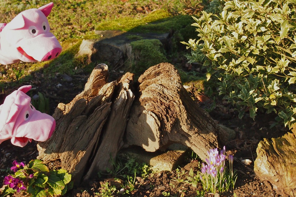 Krokusblüte, und das im Januar.