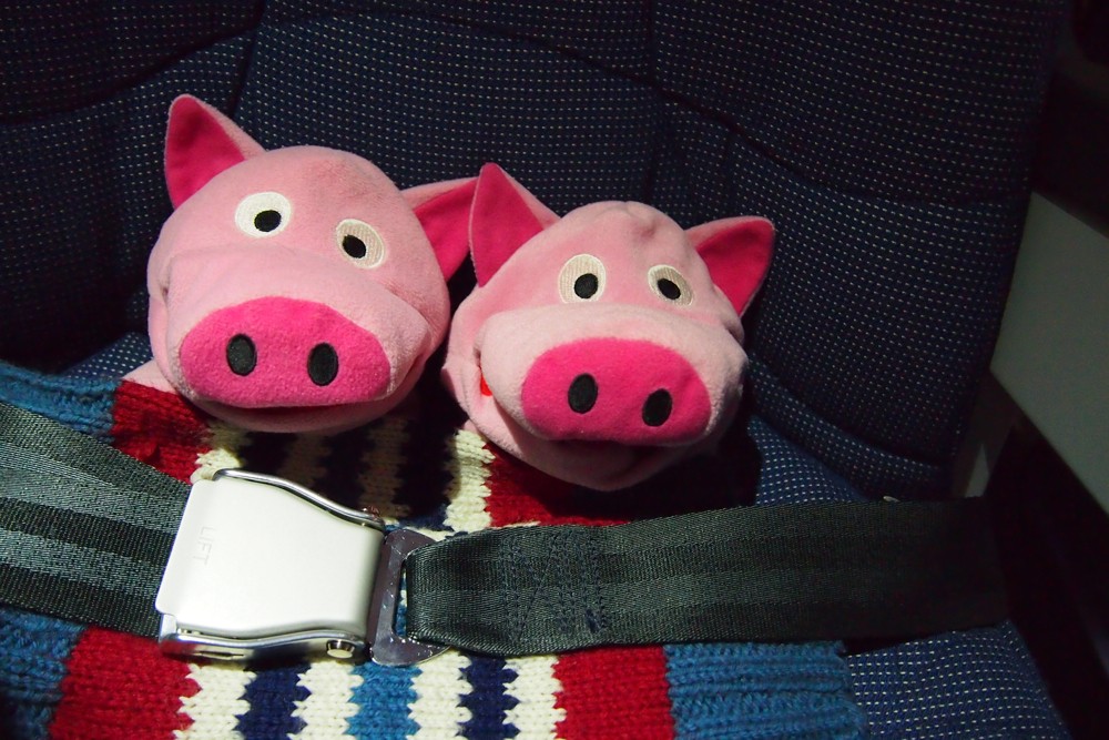 Die Schweine schnallen sich an.