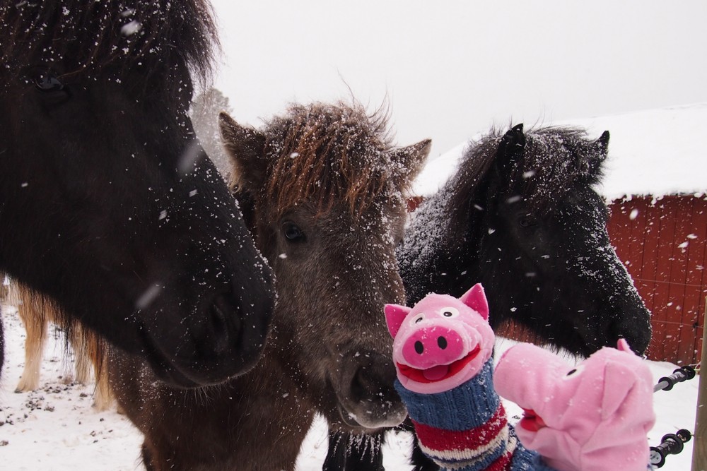 Die haben viel dickere Pullis an, müssen aber auch draußen wohnen.