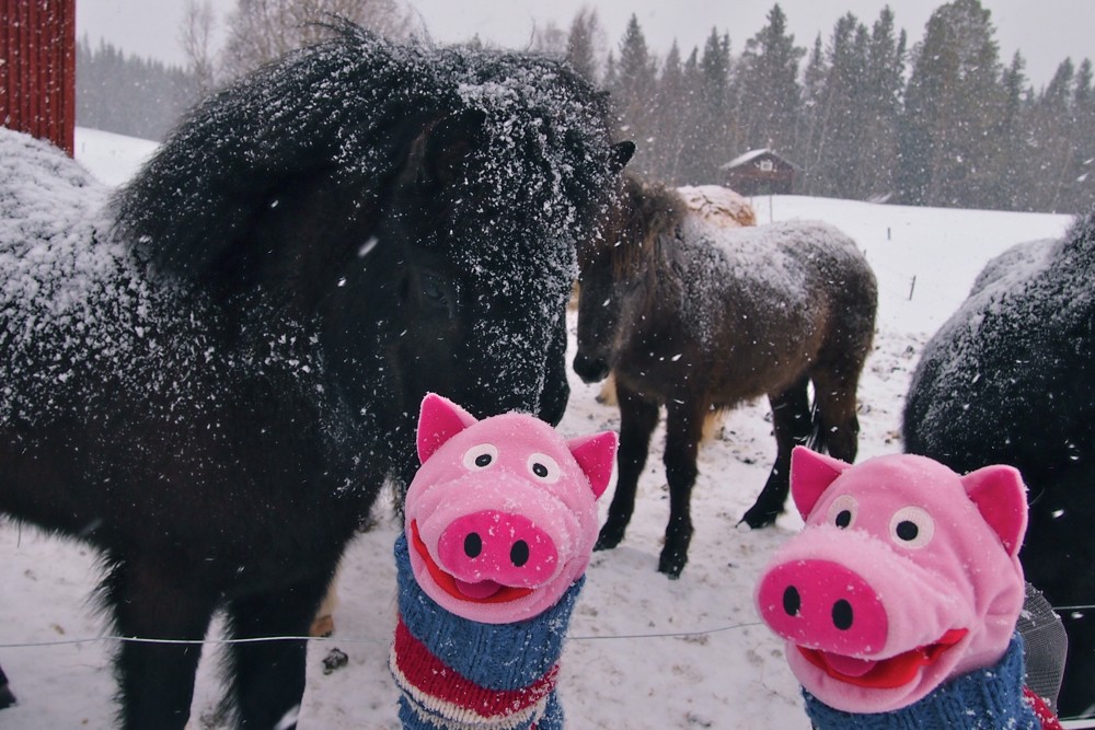 Die Schweine passen sich den Gepflogenheiten an und lassen sich vollschneien.