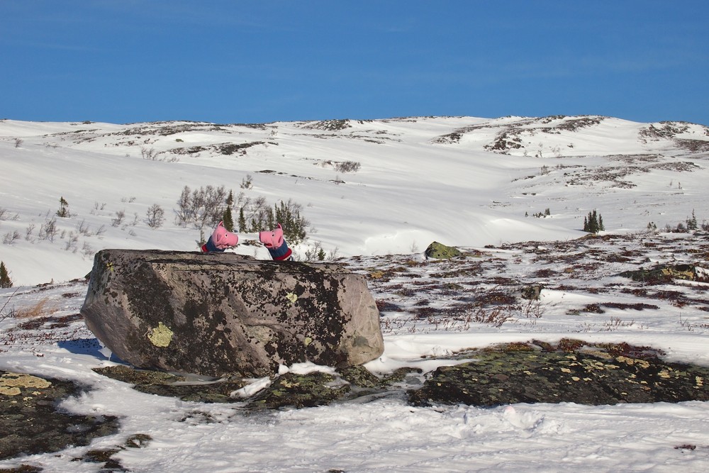 Hier diskutieren die Schweine verschiedene Flechtenformationen.
