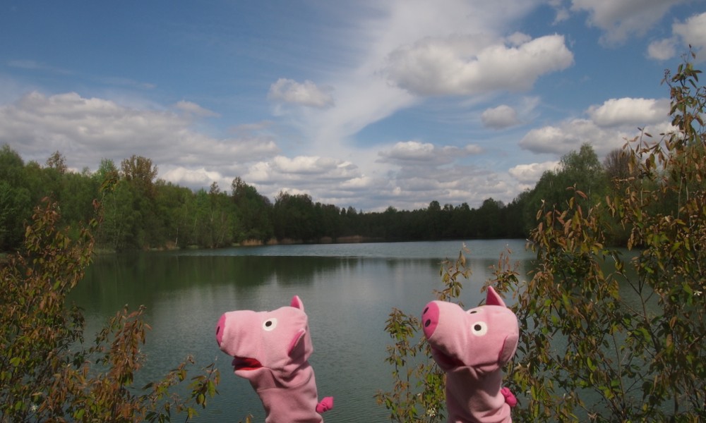 Die Schweine kommen an Seen vorbei.