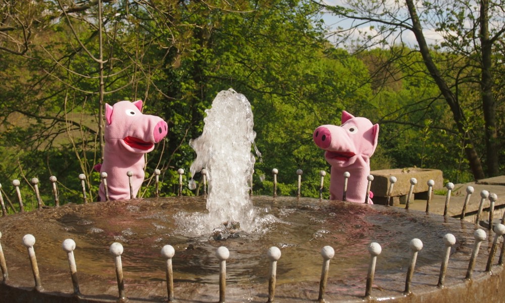Die Schweine möchten baden.