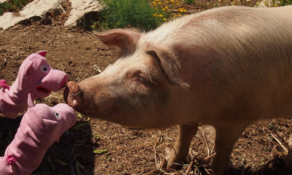 Wieder im Landesinneren treffen die Schweine Fernando. 