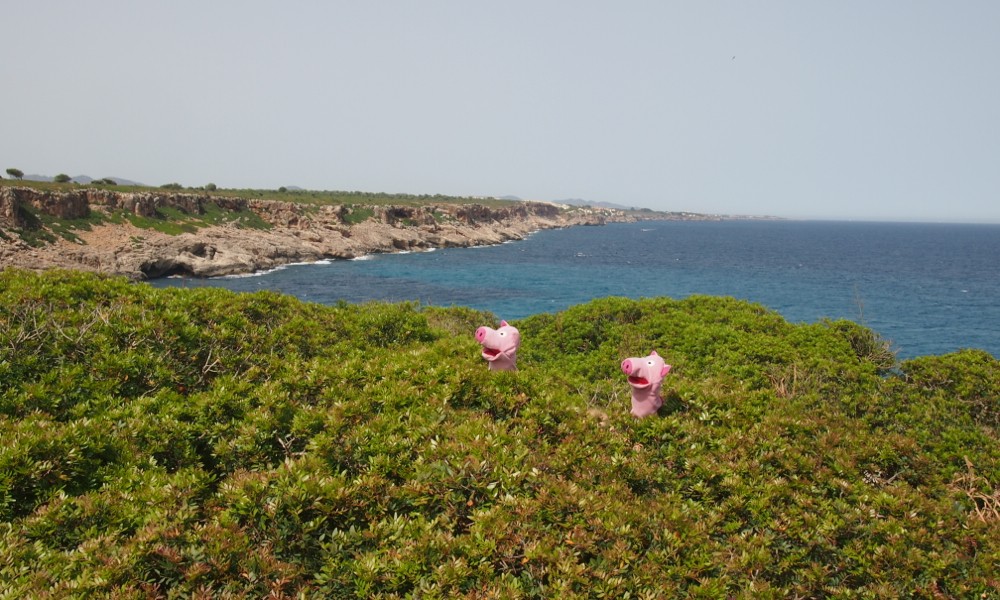 Die Schweine an der rauen Ostküste auf der Suche nach ...