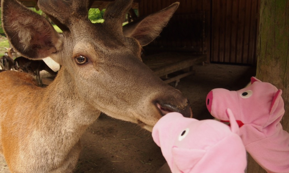 Die Schweinele informiere sich darüber ...
