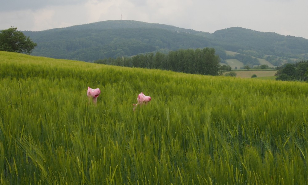 Hier wed die Gerste Fürs Bier aagebaut.
