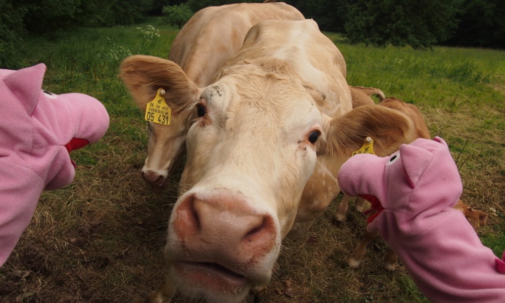 Die Schweinle wolle wisse ob se auch ma zu dem Frisör von der Kuh hingehe könne. 