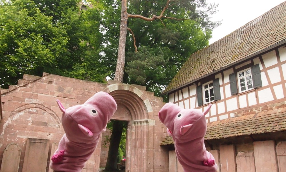 Am Alten Klösterle wird ein Baumwunderle bestaunt.