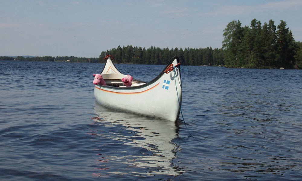 Die Schweine möchten lieber wieder an Land.