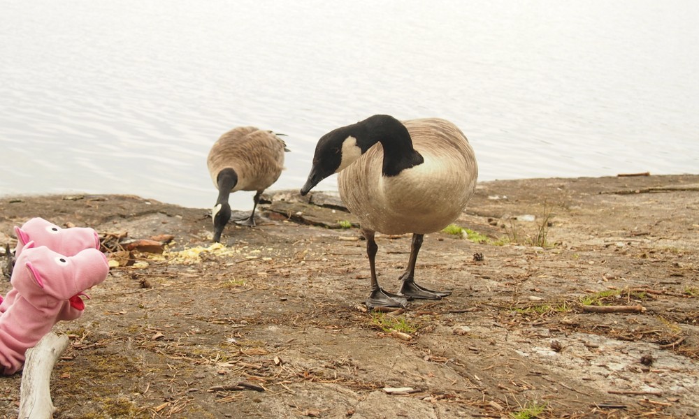 Die Schweine fragen, ob heute Rundflüge angeboten werden. 