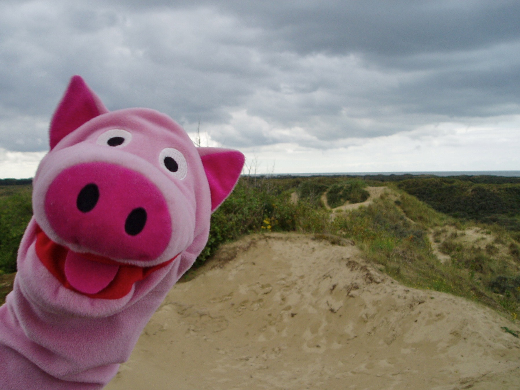 Schweine können nämlich auch Mathe!