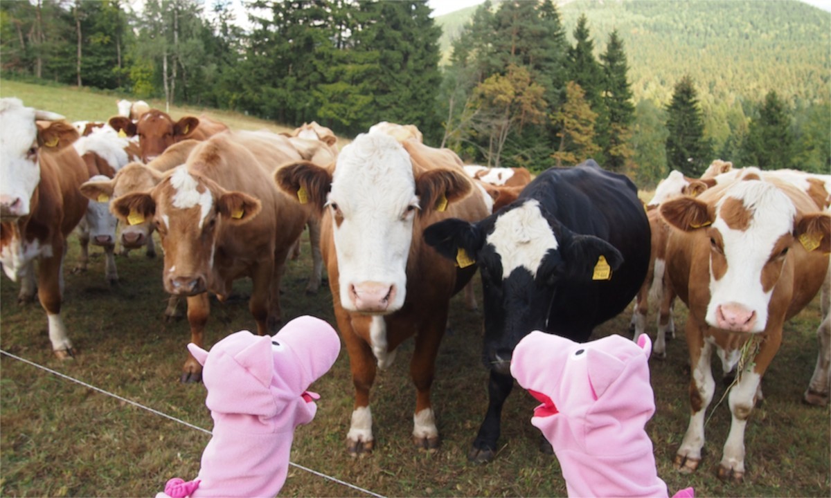 Die Schweine erklären die Vorzüge von Kartoffeln gegenüber z.B. Gras.
