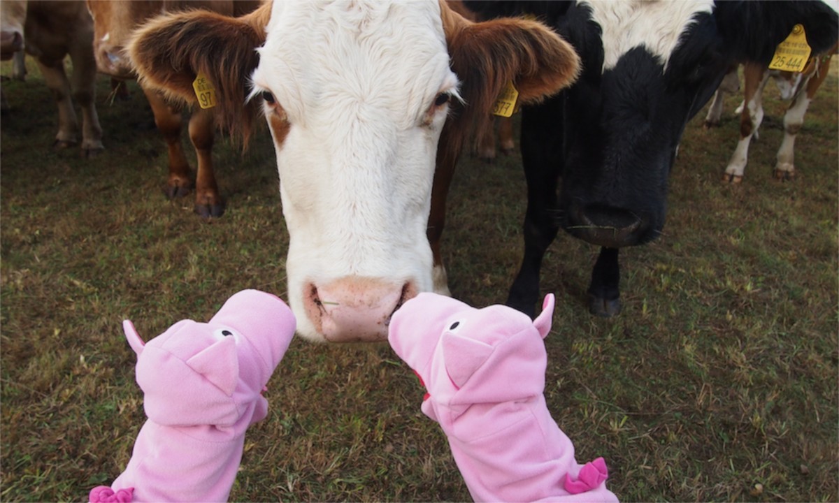 Elsa nimmt trotzdem weiter Gras. 