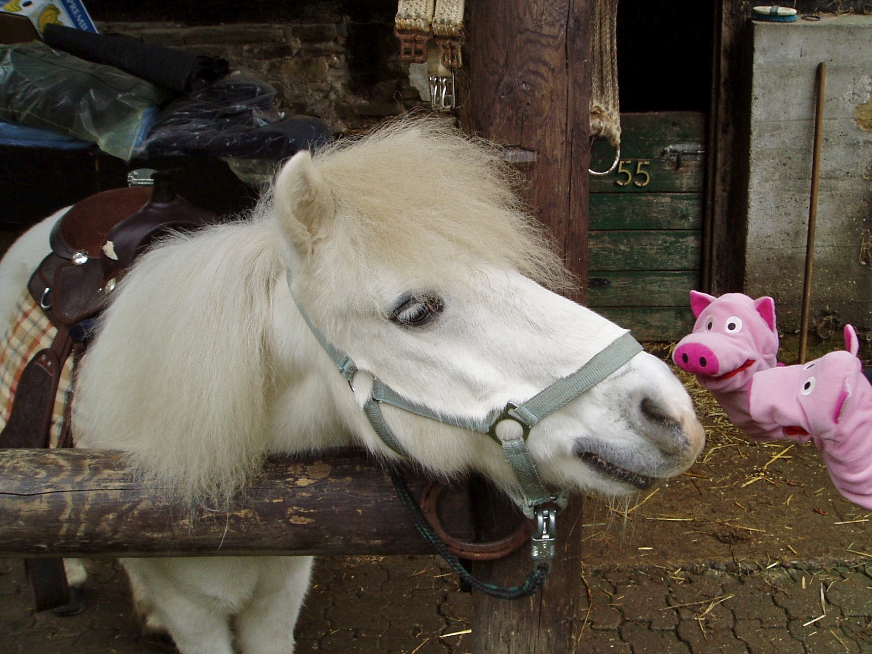 An der Gammersbacher Mühle. Unbedarft nähern sich die Schweine...