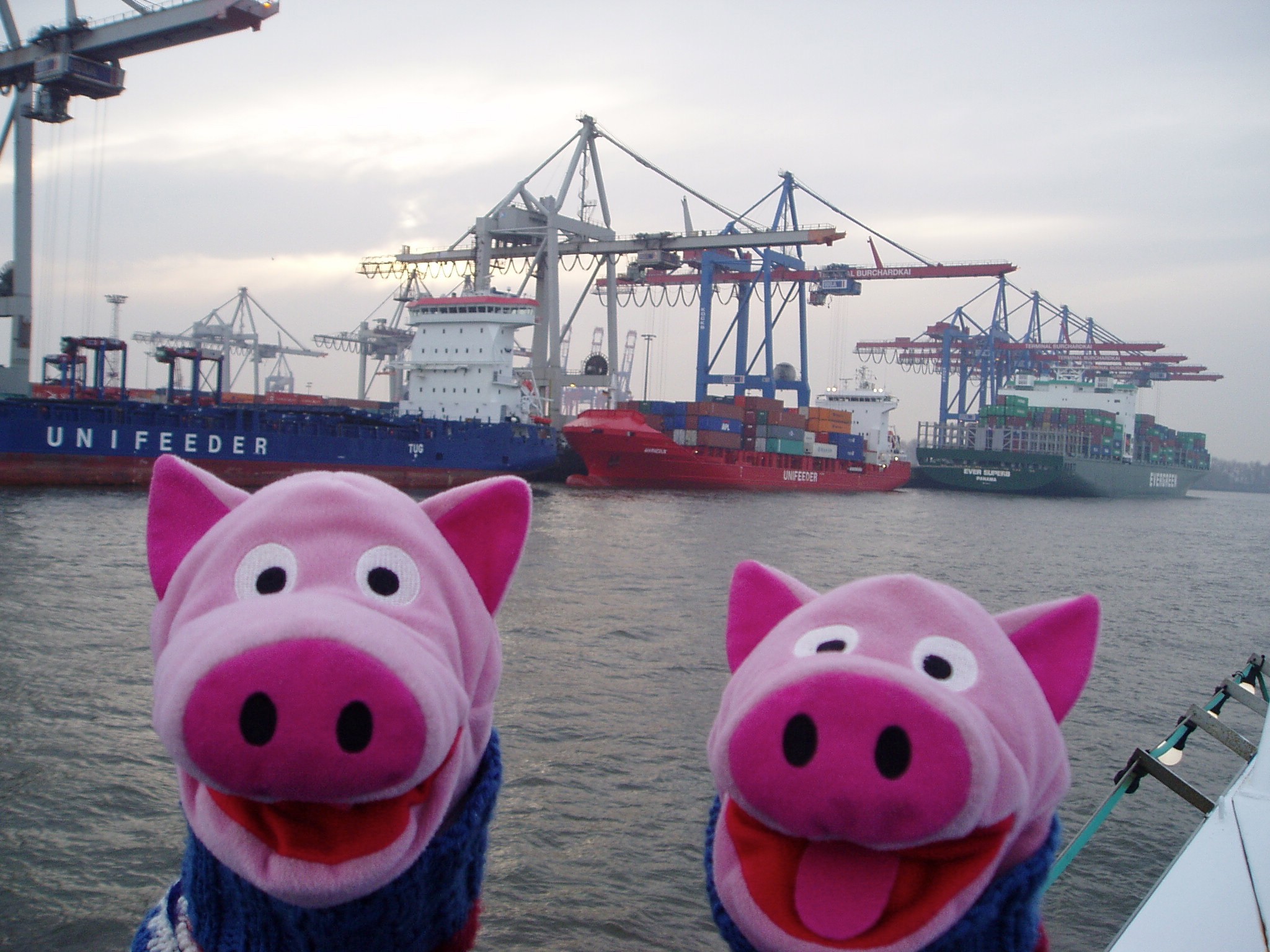 Auf Deck ist es frisch. Die Schweine ziehen ihre Pullis an.