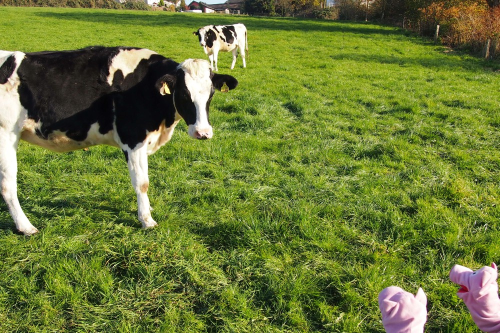Die Schweine fragen, ob die Kuh aus Herrenstrunden kommt.