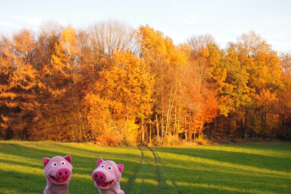 Schweine im Herbst.