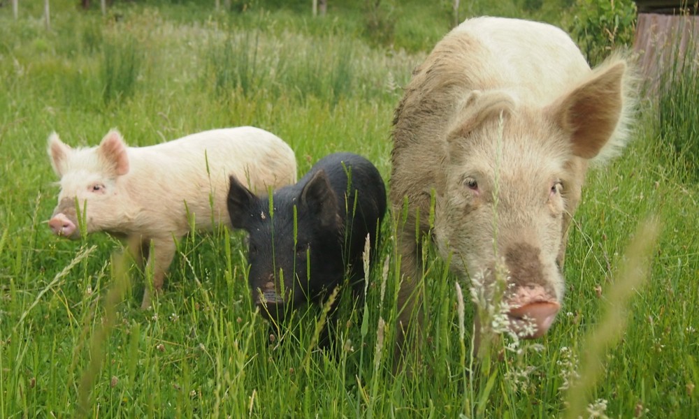 Auf einer Farm werden weitere Schweine angetroffen.