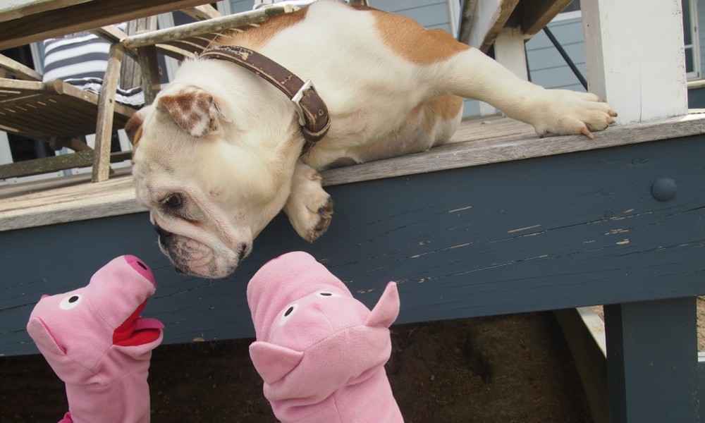 Der Gastgeberin auf der Farm legen die Schweine ein Lifting nahe.