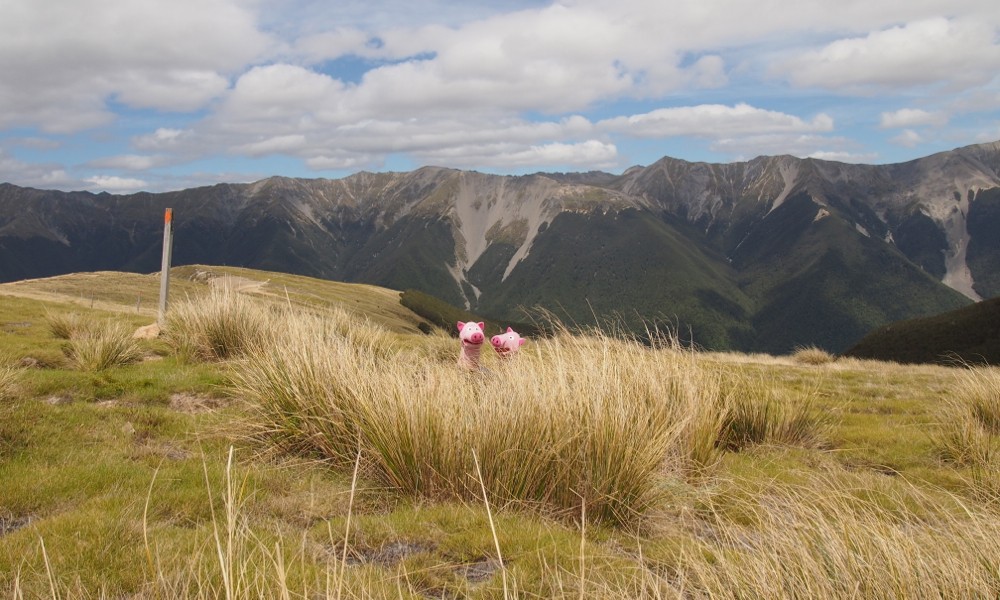 Im Hochgebirge lauern die Schweine...