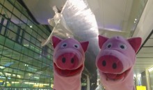 Endlich wieder unterwegs: Die Schweine landen in Heathrow.