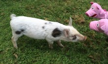 Das ist Maria. Maria ist ein Fleckschwein.