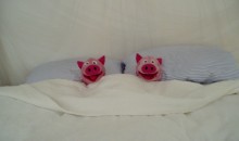 Nach der anstrengenden Reise wird erstmal ausgeschlafen